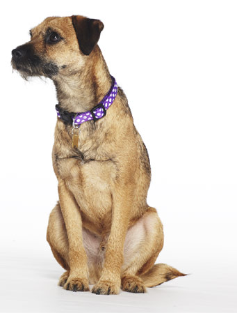 Pet Insurance. Pet Insurance.